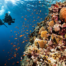 Image result for Underwater Adventures