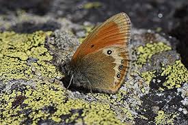 Attēlu rezultāti vaicājumam “Vacciniina optilete underside”