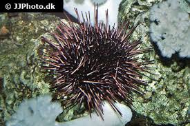 Image result for Mesocentrotus franciscanus