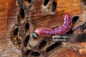 Attēlu rezultāti vaicājumam “Cossus cossus imago”