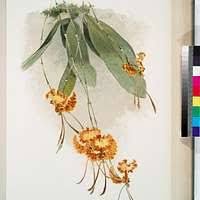 Attēlu rezultāti vaicājumam “Scorpidium cossonii”