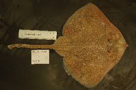 Image result for Raja polystigma