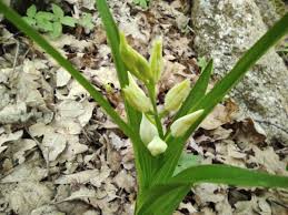 Attēlu rezultāti vaicājumam “Cephalanthera longifolia”