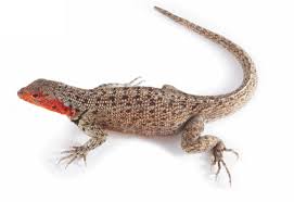 Attēlu rezultāti vaicājumam “Lophozia laxa”