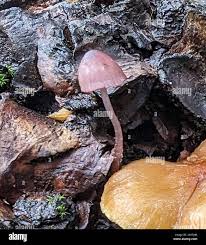 Attēlu rezultāti vaicājumam “Mycena purpureofusca”