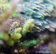 Attēlu rezultāti vaicājumam “Isopaches bicrenatus”