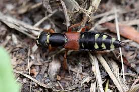 Attēlu rezultāti vaicājumam “Staphylinus erythropterus”