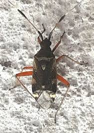 Attēlu rezultāti vaicājumam “Closterotomus biclavatus nymph”