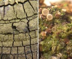 Attēlu rezultāti vaicājumam “Coenogonium pineti”