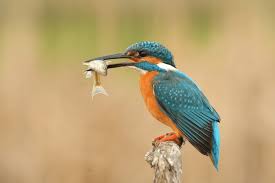 Attēlu rezultāti vaicājumam “Alcedo atthis nest”