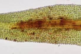 Attēlu rezultāti vaicājumam “Gymnostomum calcareum”