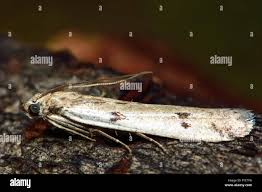 Attēlu rezultāti vaicājumam “Phycitodes binaevella”