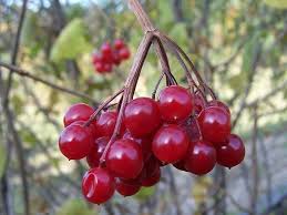 Attēlu rezultāti vaicājumam “Viburnum opulus fruit”