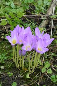 Attēlu rezultāti vaicājumam “Colchicum autumnale flower”