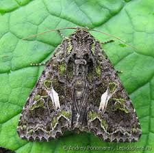 Attēlu rezultāti vaicājumam “Trachea atriplicis”