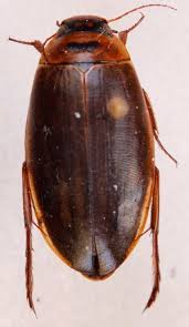 Attēlu rezultāti vaicājumam “Colymbetes striatus”