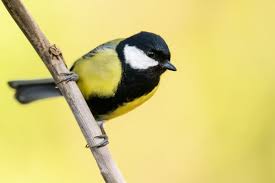 Attēlu rezultāti vaicājumam “Parus major male”