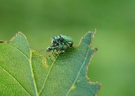Attēlu rezultāti vaicājumam “Phyllobius”