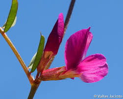 Attēlu rezultāti vaicājumam “Vicia angustifolia flower”
