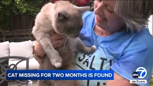 Image result for cat found
