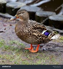 Attēlu rezultāti vaicājumam “Anas platyrhynchos female”