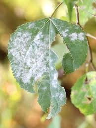 Attēlu rezultāti vaicājumam “Sawadaea tulasnei”