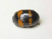 Attēlu rezultāti vaicājumam “Diaperis boleti nest”