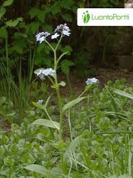 Attēlu rezultāti vaicājumam “Myosotis sylvatica leaf”