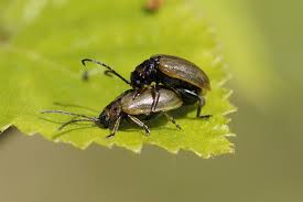 Attēlu rezultāti vaicājumam “Lochmaea caprea”