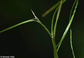 Attēlu rezultāti vaicājumam “Stuckenia pectinata leaf”