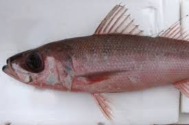 Attēlu rezultāti vaicājumam “Physarum rubiginosum”