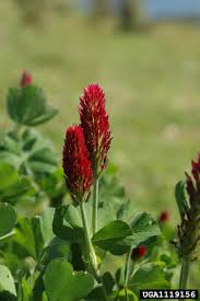Image result for Trifolium incarnatum