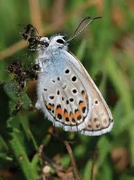 Attēlu rezultāti vaicājumam “Plebejus argus”