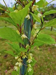 Attēlu rezultāti vaicājumam “Schisandra chinensis flower”