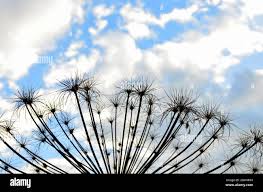 Attēlu rezultāti vaicājumam “Heracleum sosnowskyi flower”