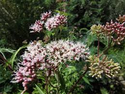 Attēlu rezultāti vaicājumam “Eupatorium cannabinum flower”