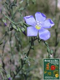 Attēlu rezultāti vaicājumam “Linaceae”