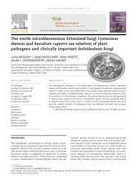 Attēlu rezultāti vaicājumam “Cystocoleus ebeneus”