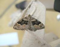 Attēlu rezultāti vaicājumam “Xanthorhoe quadrifasiata”