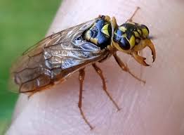 Attēlu rezultāti vaicājumam “Acantholyda posticalis”