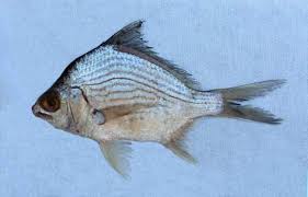 Image result for Eugerres plumieri