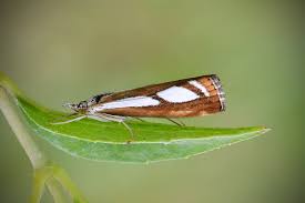 Attēlu rezultāti vaicājumam “Catoptria permutatellus”