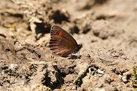 Attēlu rezultāti vaicājumam “Erebia aethiops underside”