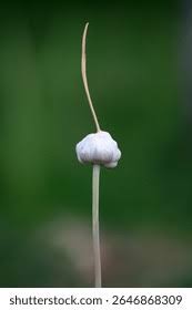 Attēlu rezultāti vaicājumam “Allium sativum bud”