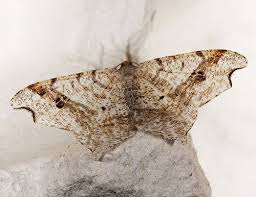 Attēlu rezultāti vaicājumam “Macaria alternata”