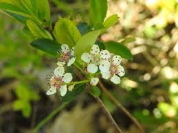 Attēlu rezultāti vaicājumam “Aronia melanocarpa flower”