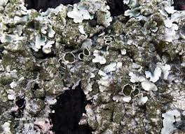 Attēlu rezultāti vaicājumam “Parmelina tiliacea”