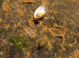 Attēlu rezultāti vaicājumam “Ancylus fluviatilis”