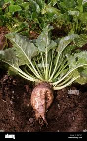 Image result for Beta vulgaris