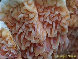 Attēlu rezultāti vaicājumam “Leucogyrophana mollusca”